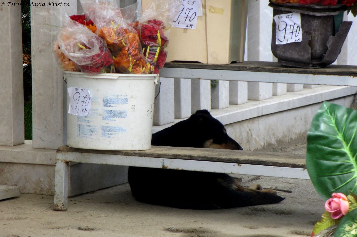 Straßenhund in Sarajevo