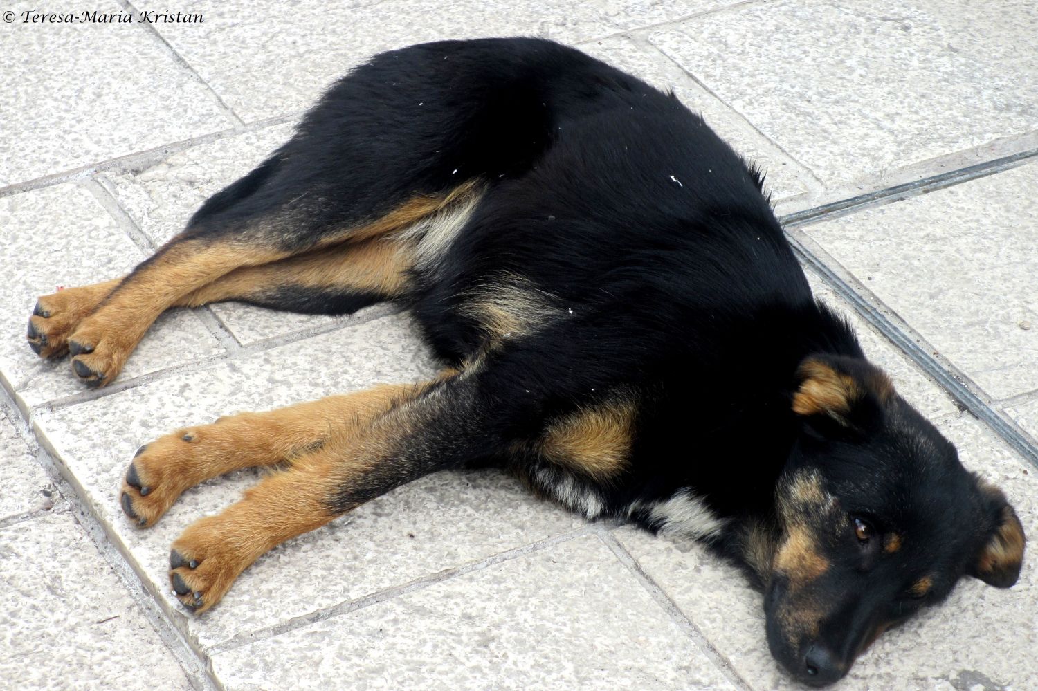 Straßenhund in Sarajevo