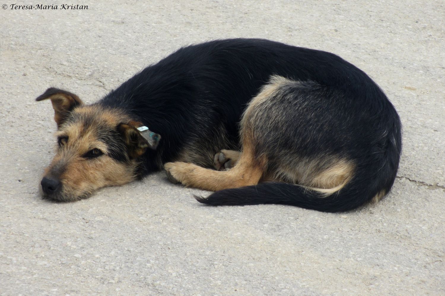 Straßenhund in Sarajevo