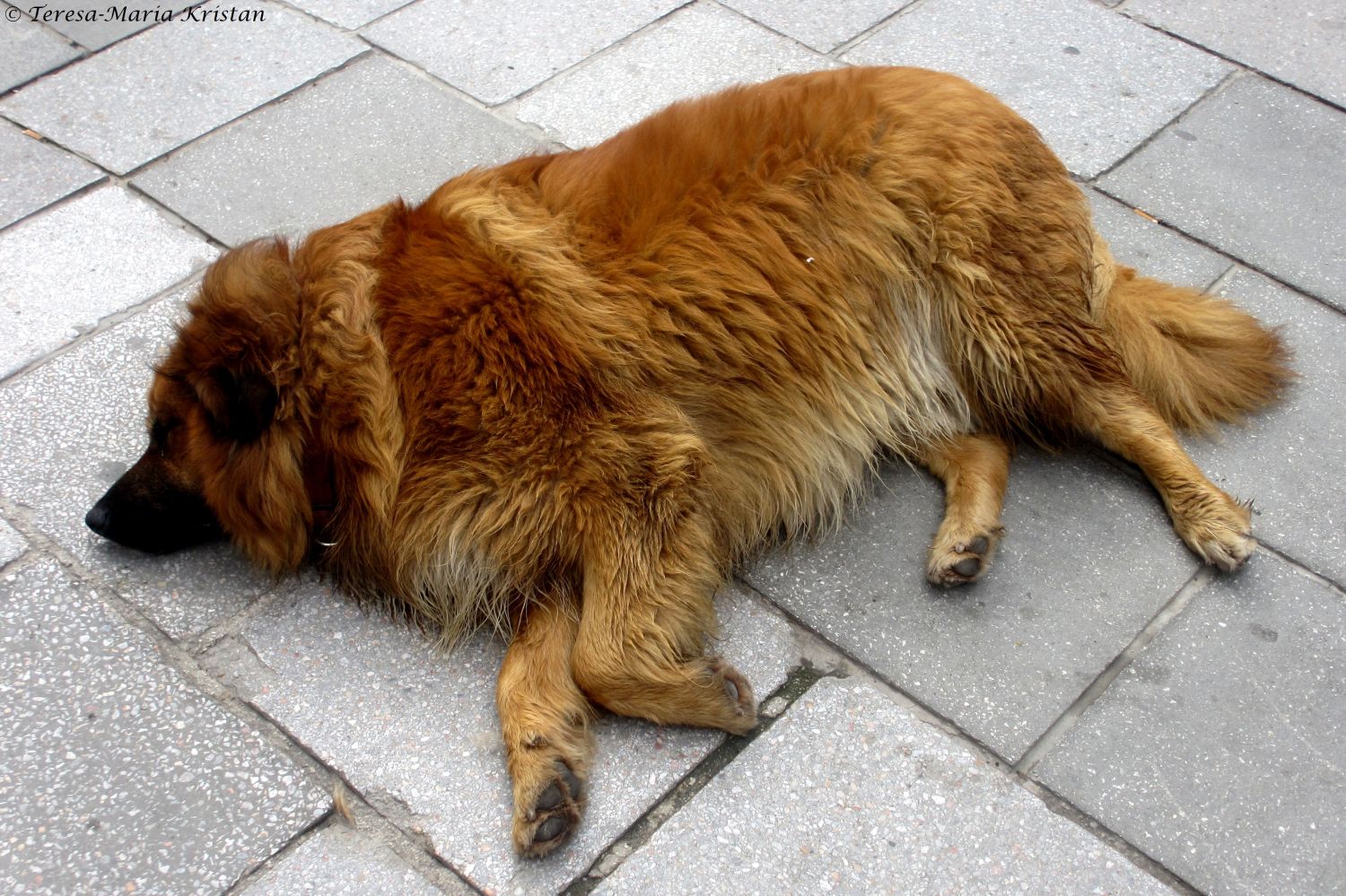 Straßenhund in Sarajevo