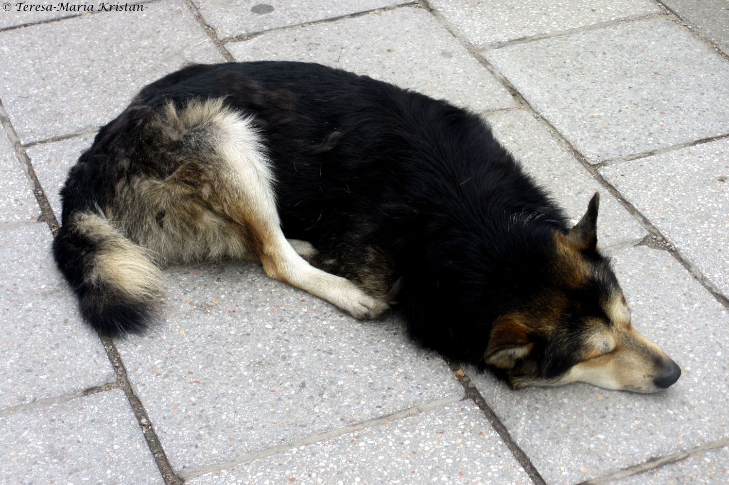 Straßenhund in Sarajevo