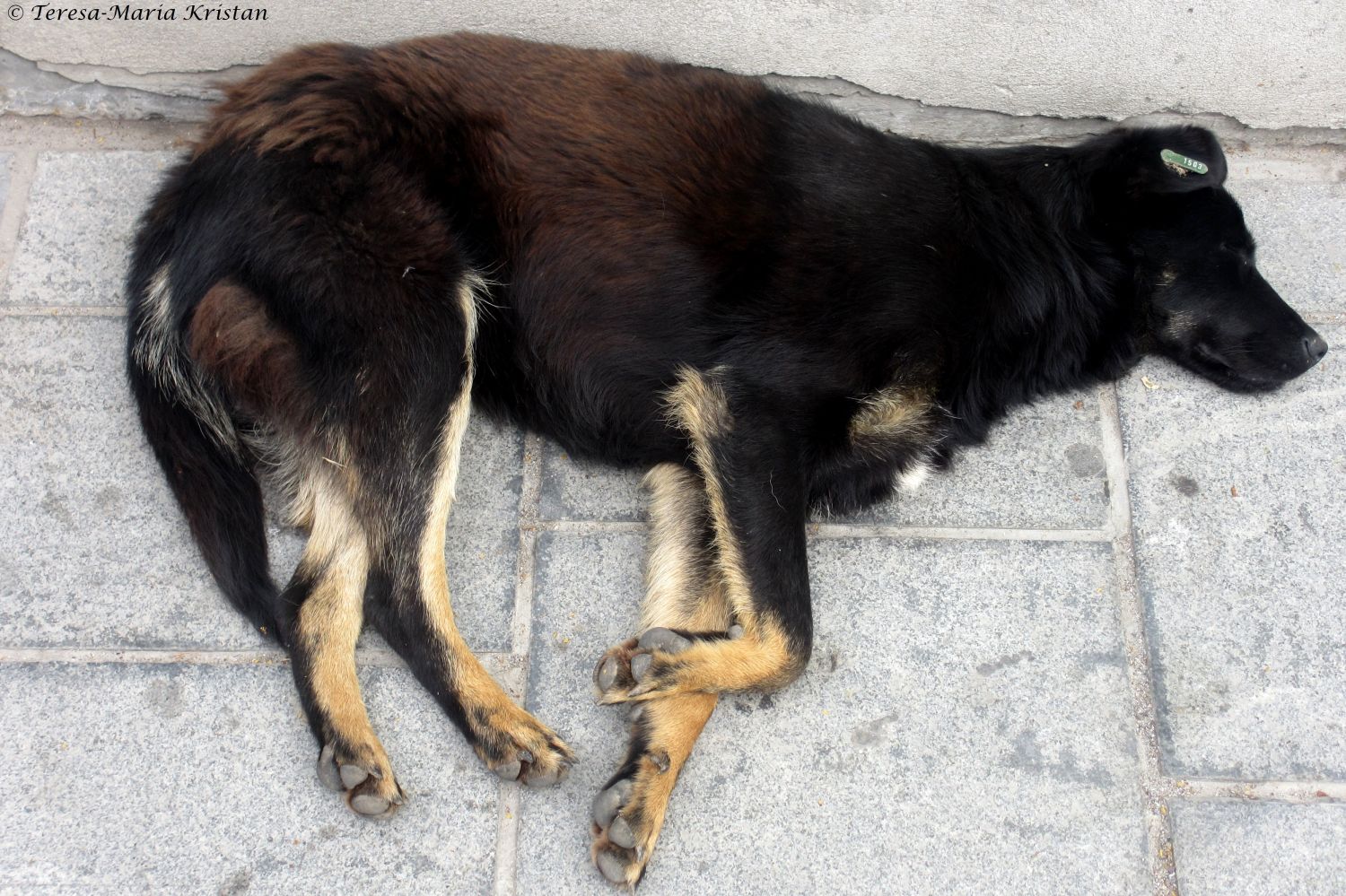 Straßenhund in Sarajevo