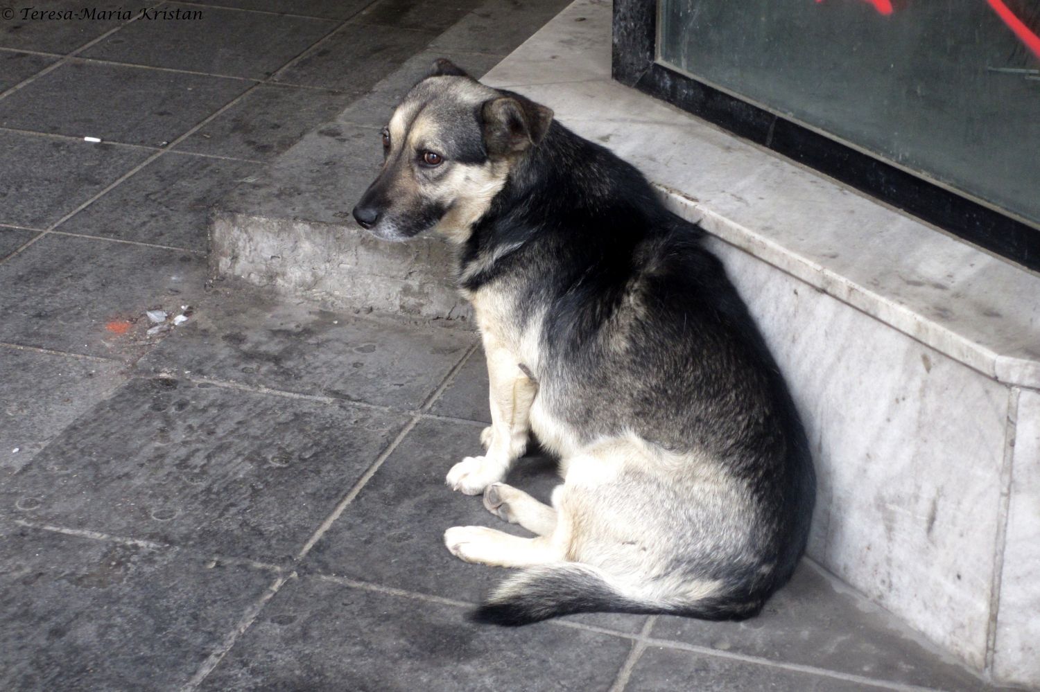 Straßenhund in Sarajevo