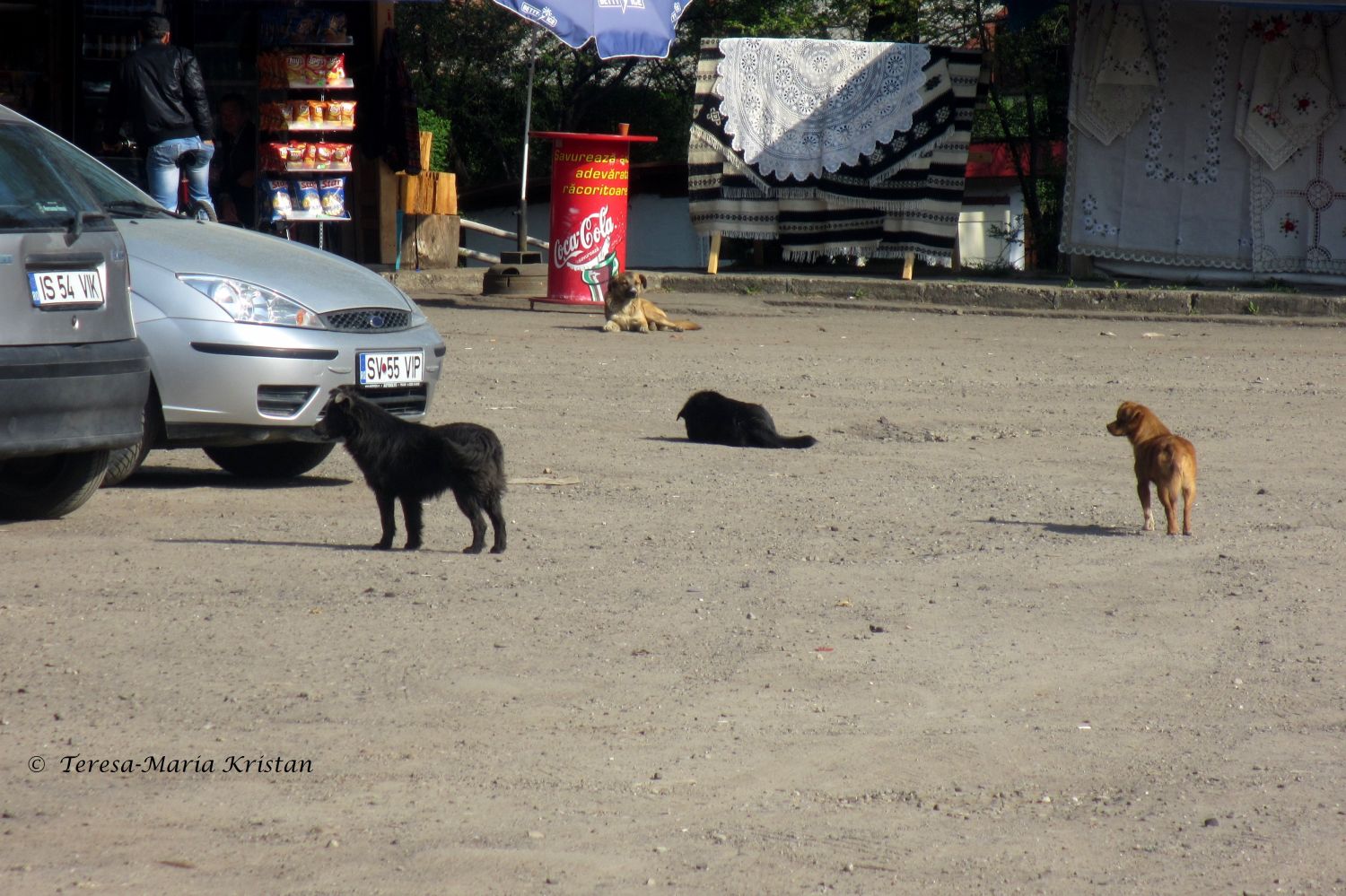 Straßenhunde beim Moldaukloster Voronet