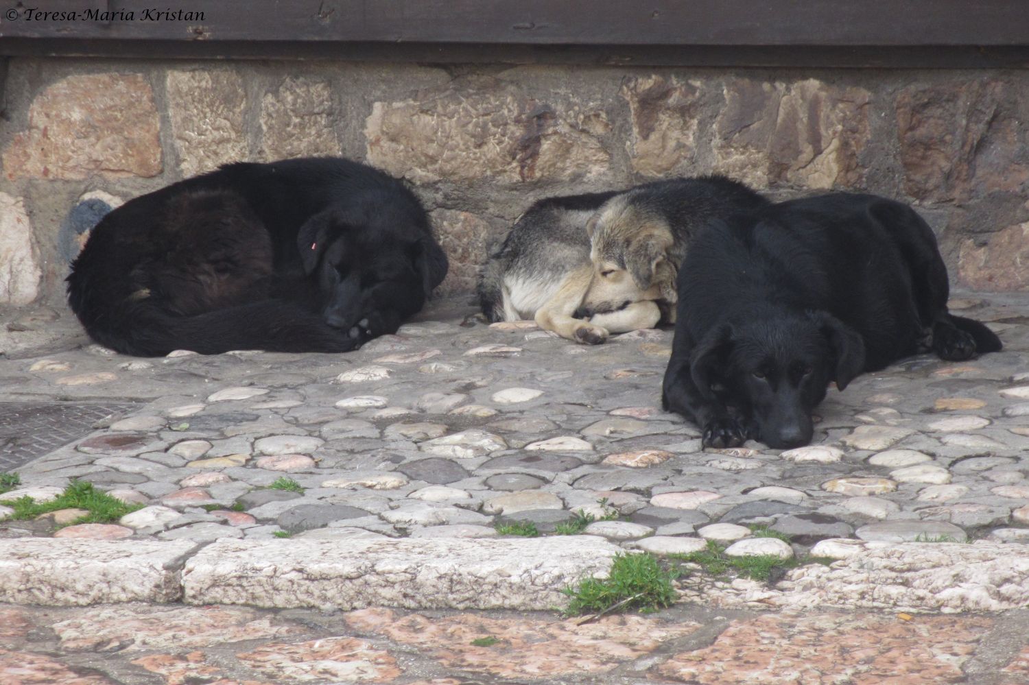 Straßenhunde in Sarajevo
