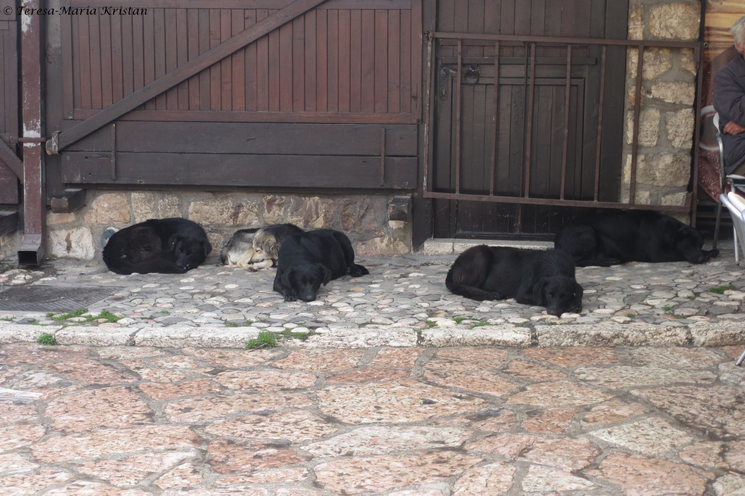 Straßenhunde in Sarajevo