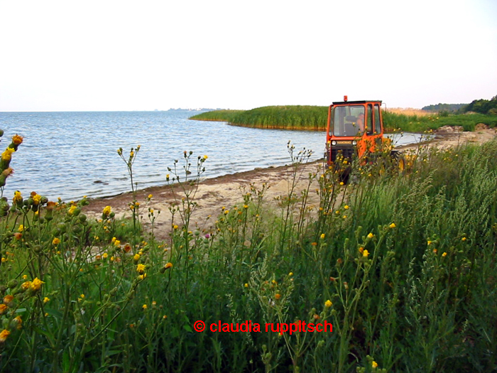 strand stahlbrode