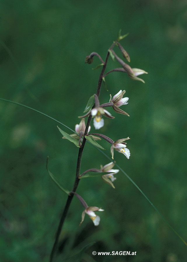 Sumpf-Stendelwurz (Epipactis palustris)