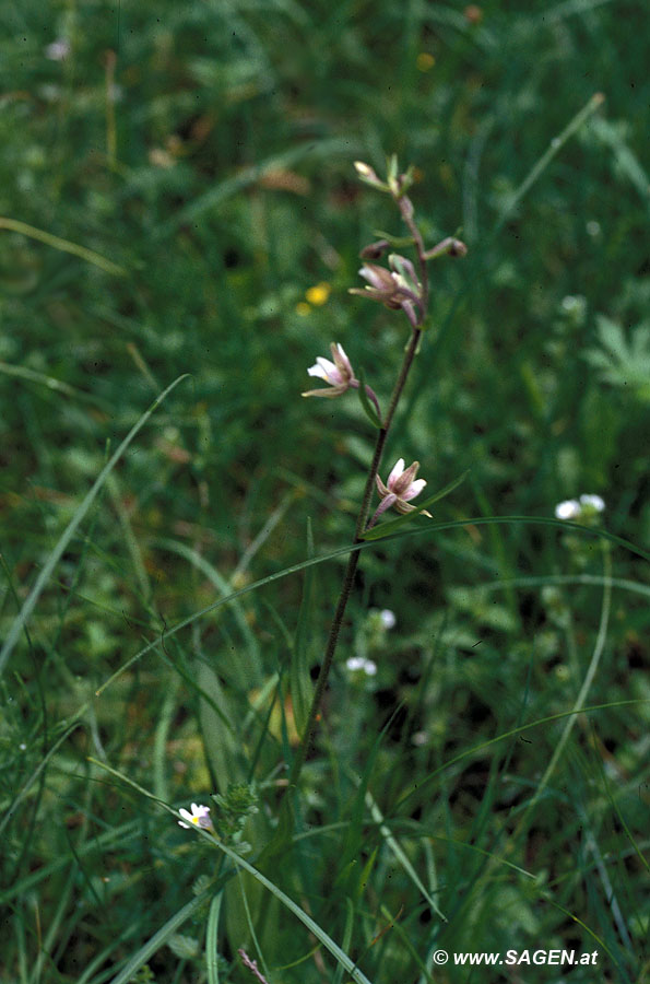 Sumpf-Stendelwurz (Epipactis palustris)