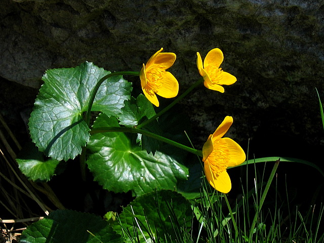 Sumpfdotterblume, Butterblume (Caltha palustris)