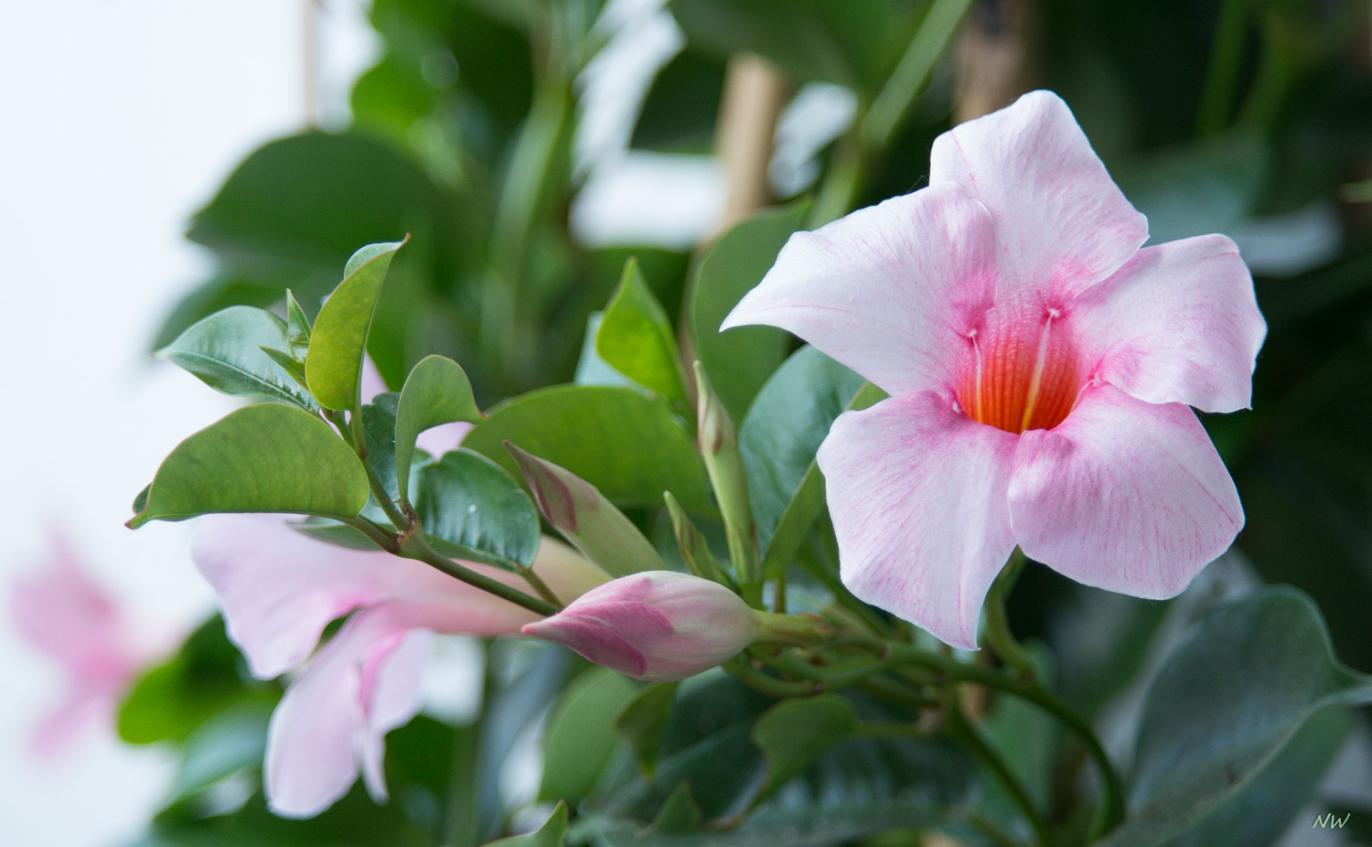 Sundaville (Mandevilla) am Balkon