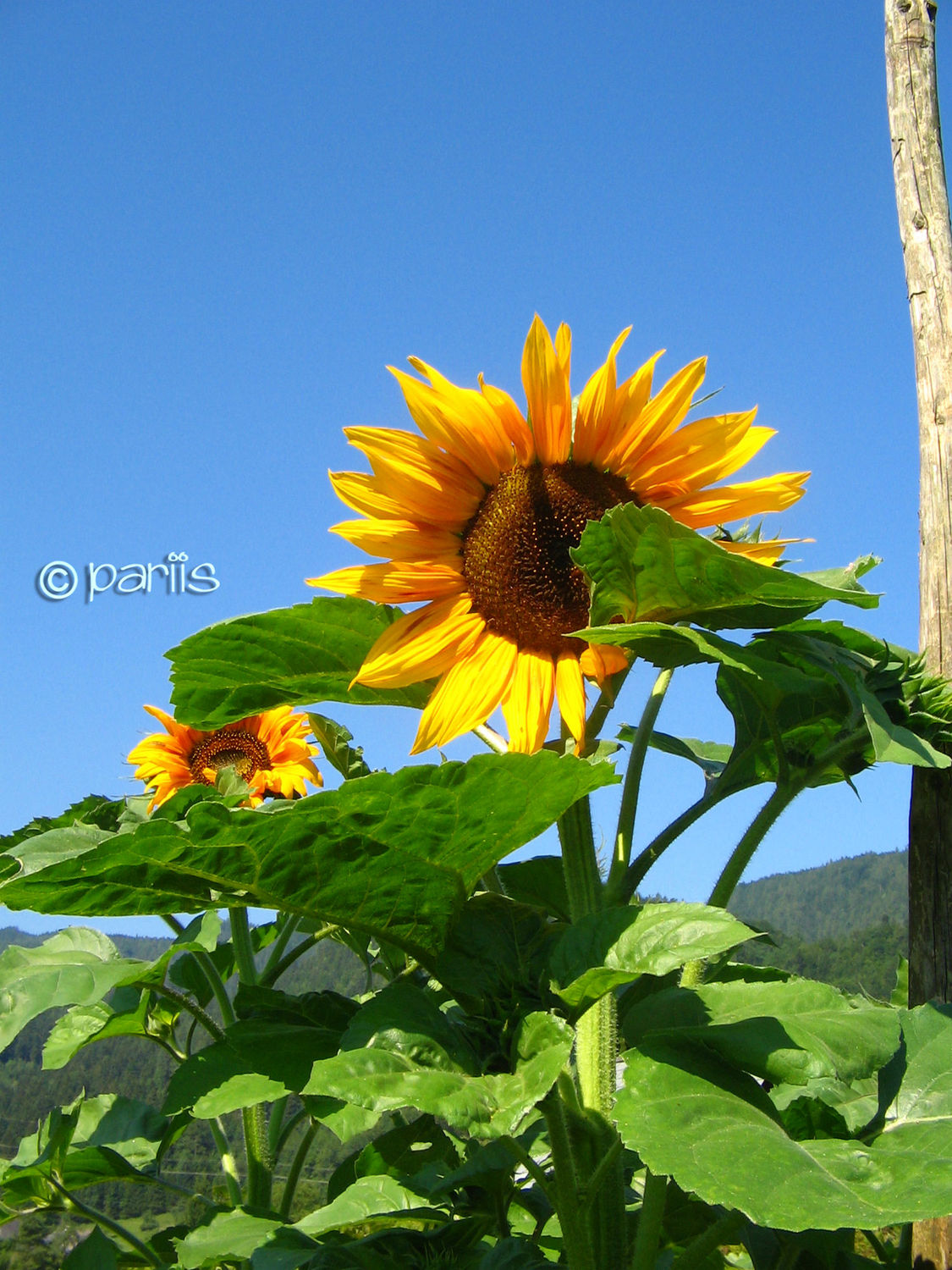 Sunflowers