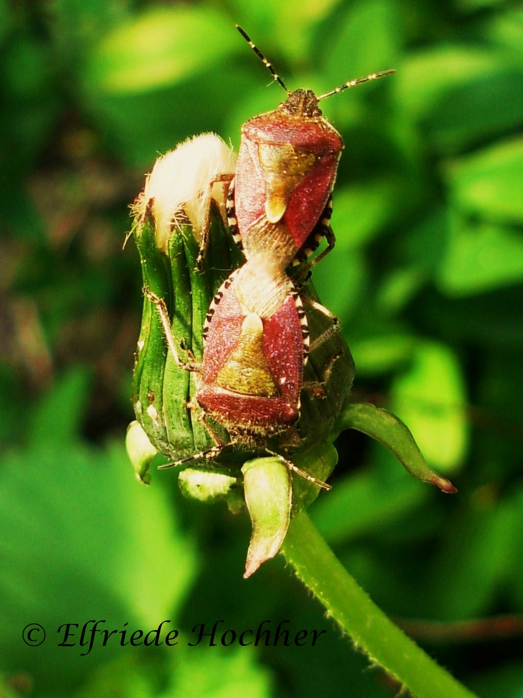 Symetrie der Natur