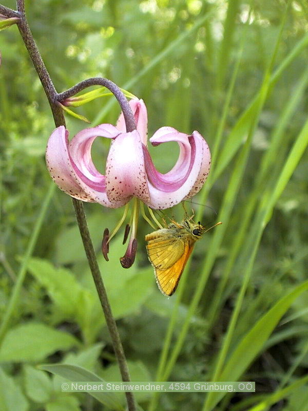 Türkenbund-Lilie (Lilium martagon)