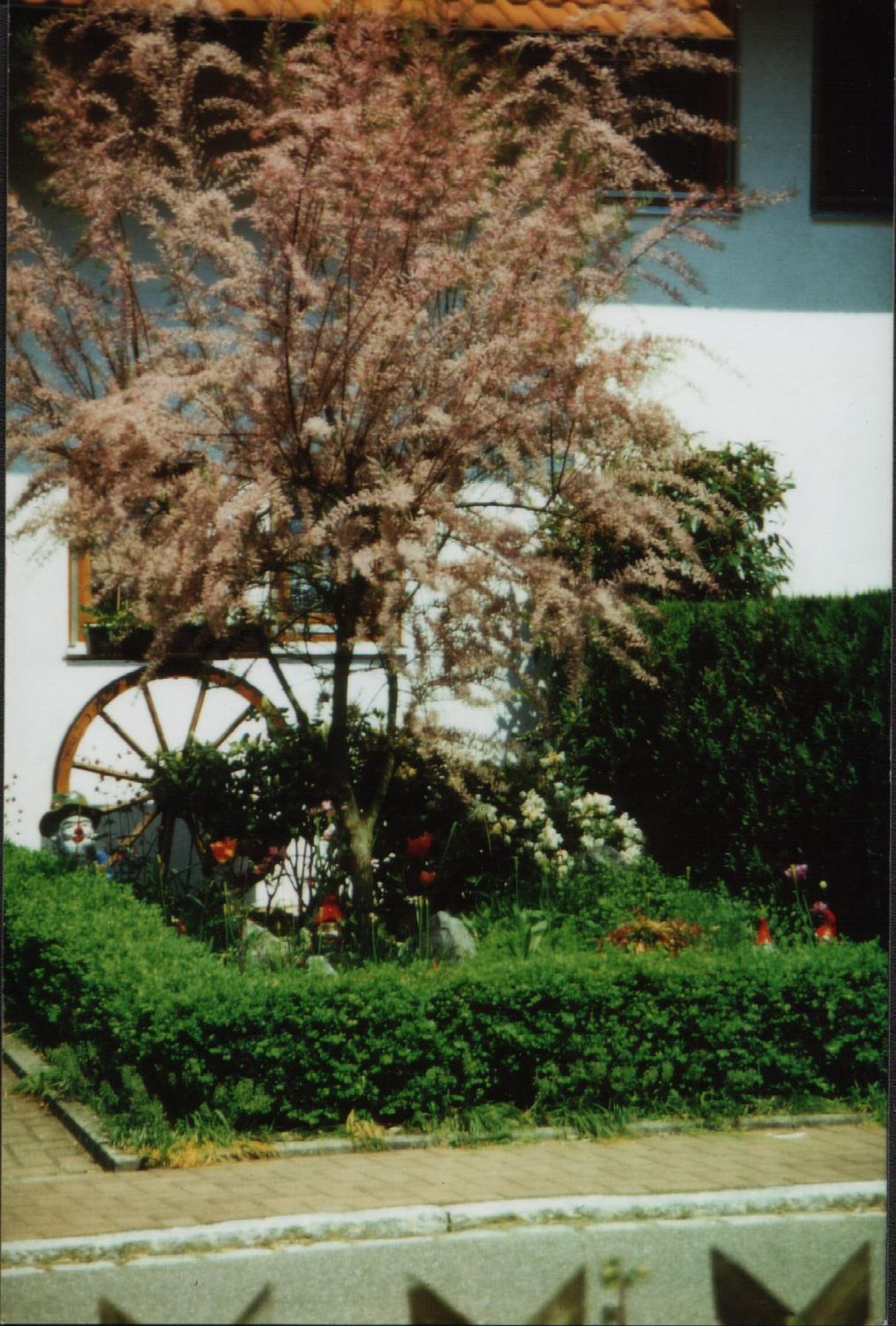 Tamariske im Vorgarten