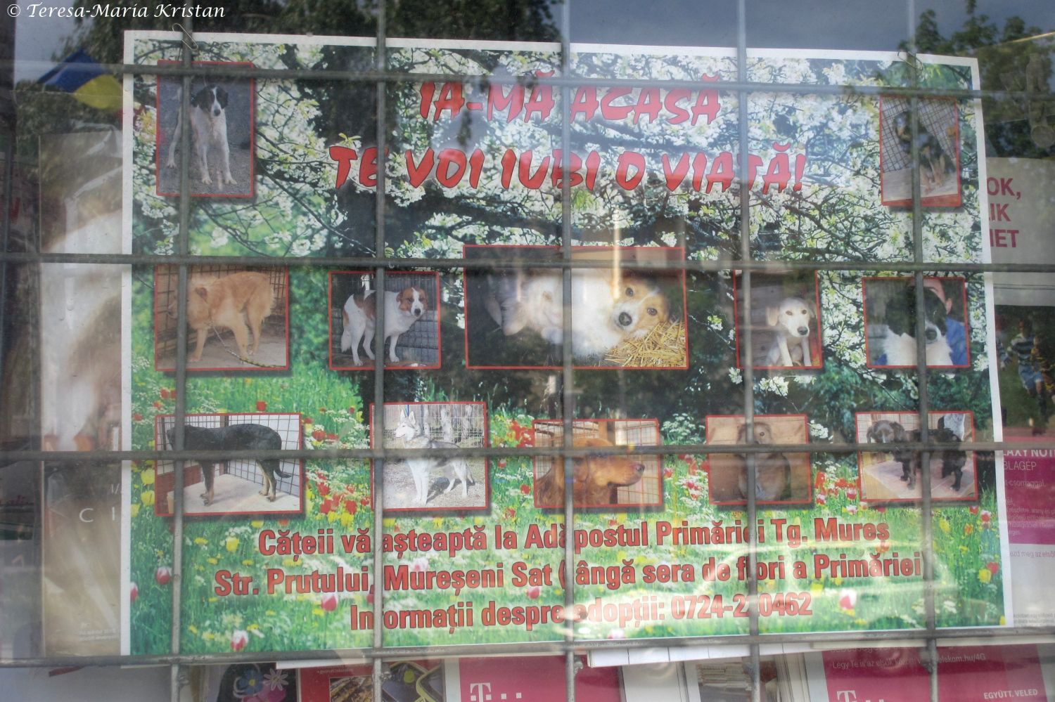 Targu Mures- Plakat bezüglich der rumänischen Straßenhunde