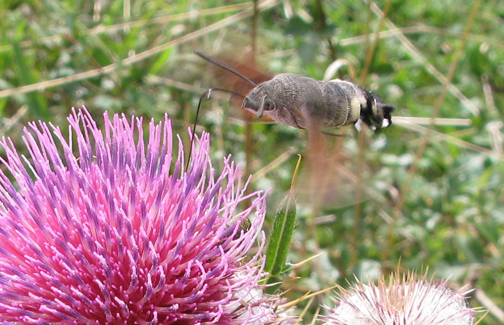 Taubenschschwänzchen an Distel