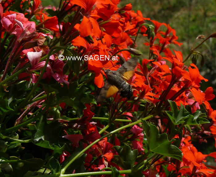 Taubenschwänzchen (Macroglossum stellatarum)