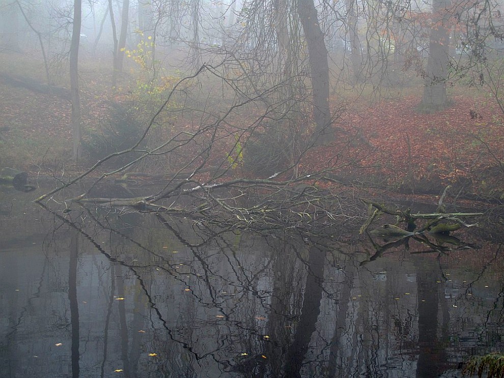 Teich im Nebel