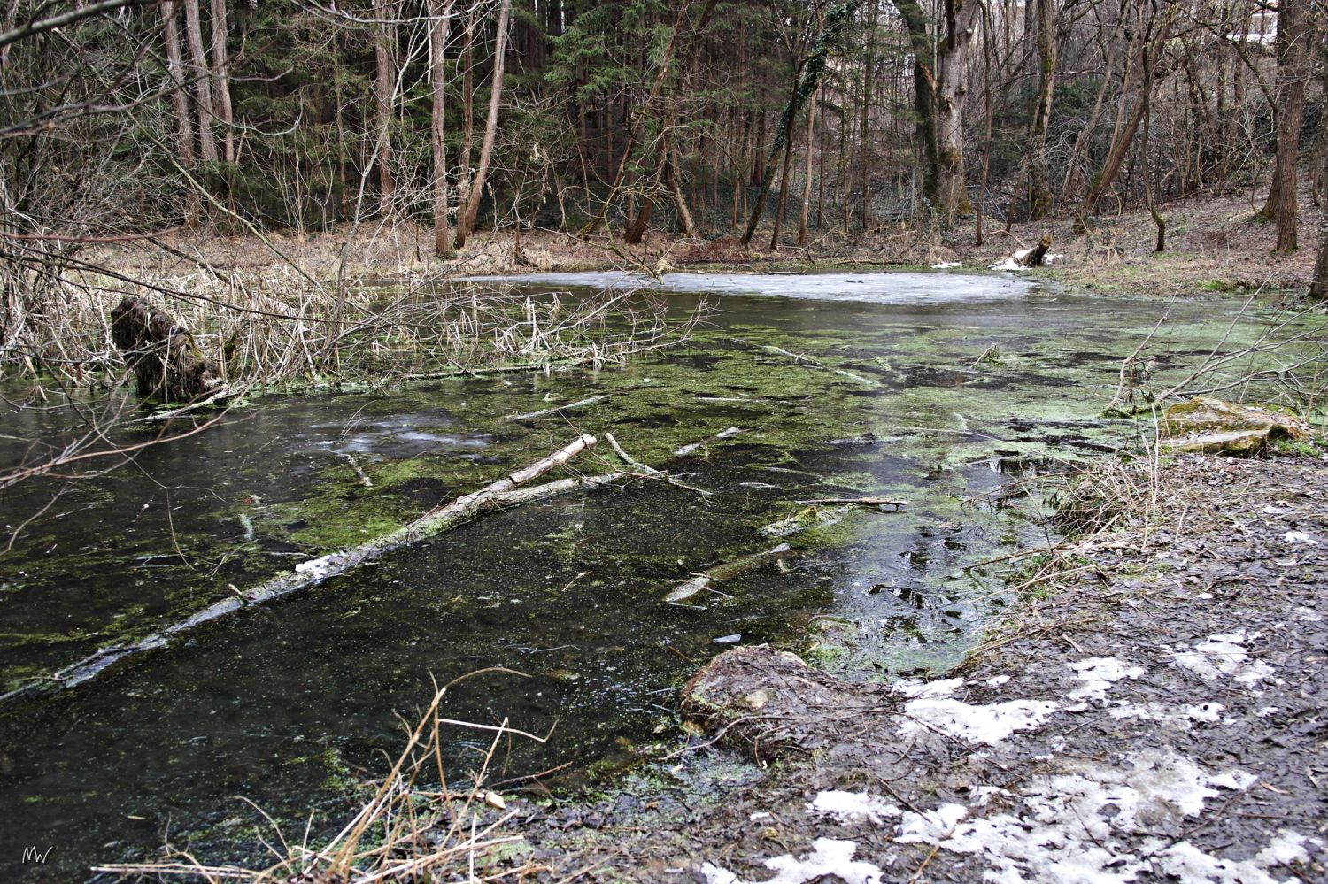 Teich Wasserpflanzen Äste