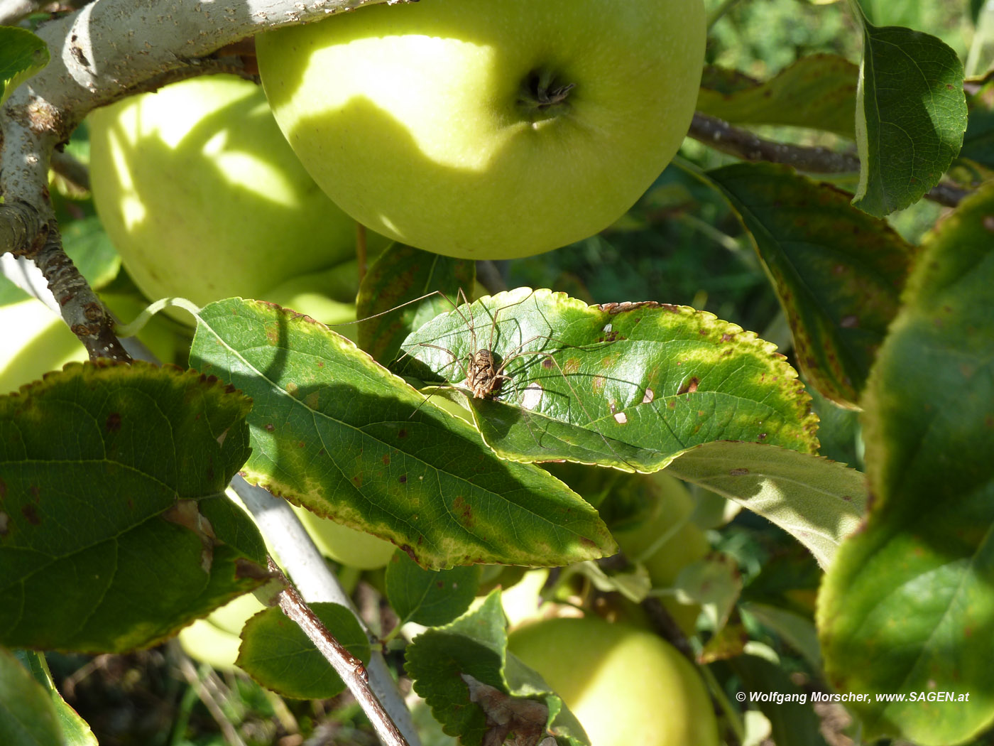 Tierbegegnung bei der Ernte