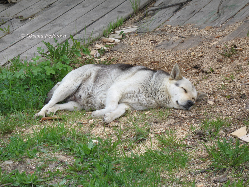 Tiere von Kargopol I