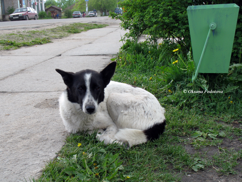 Tiere von Kargopol II