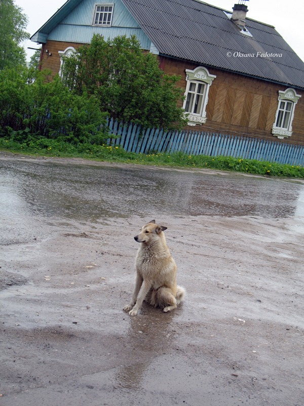 Tiere von Kargopol V