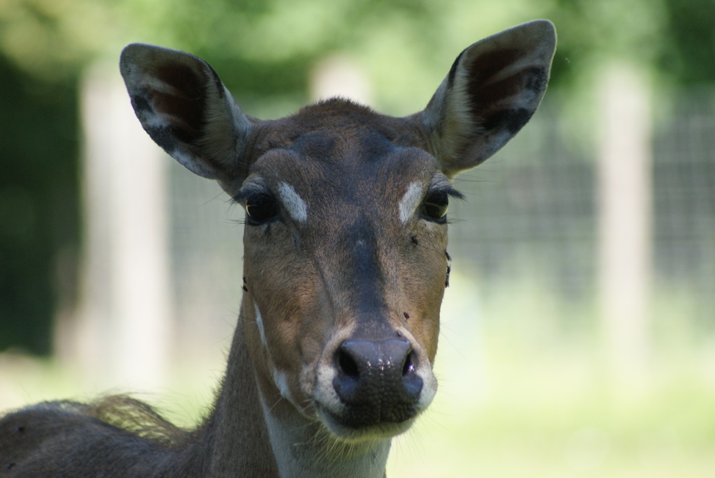 Tierpark Haag