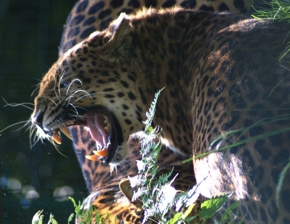 Tierpark Haag