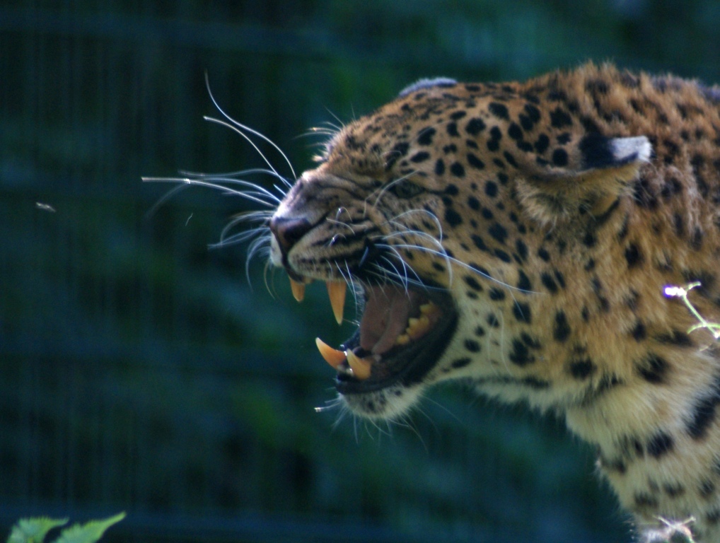 Tierpark Haag