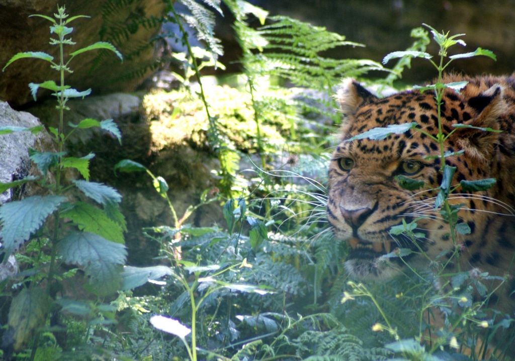 Tierpark Haag