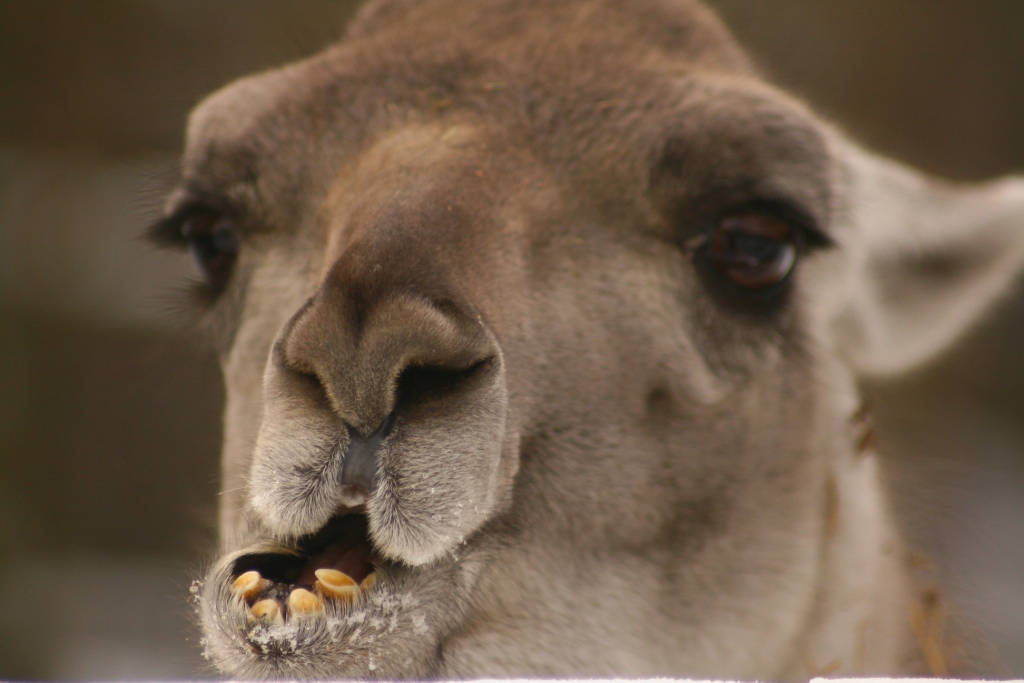 Tierpark Haag