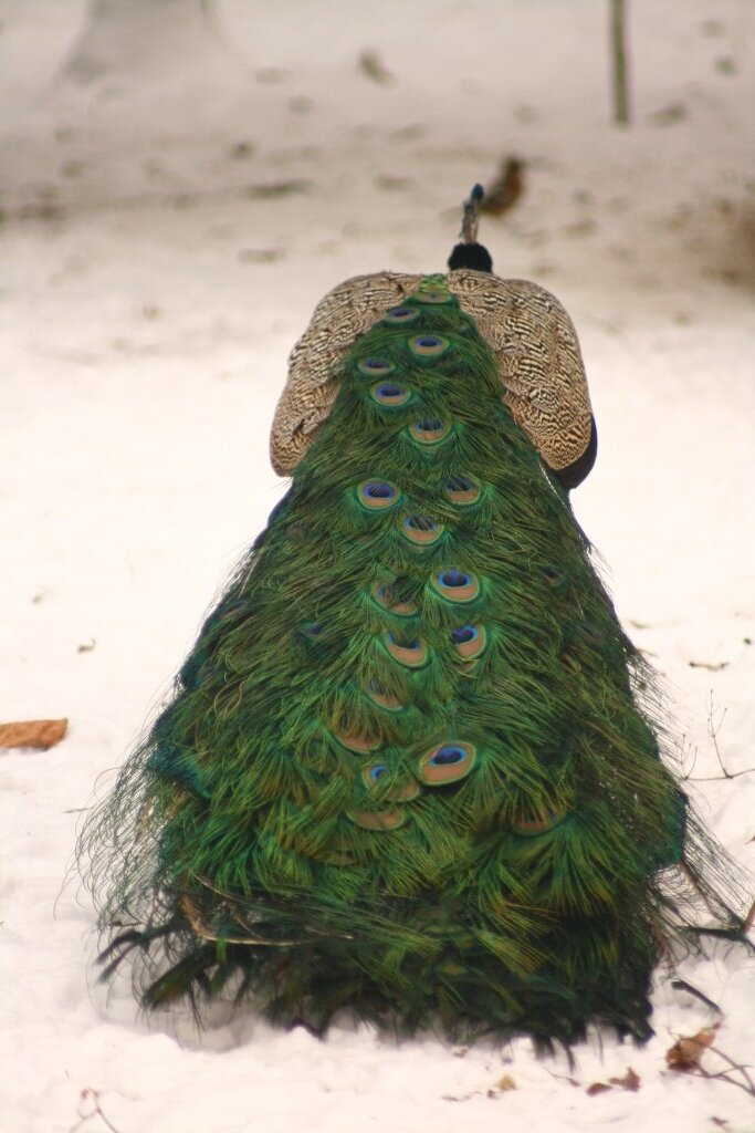 Tierpark Haag