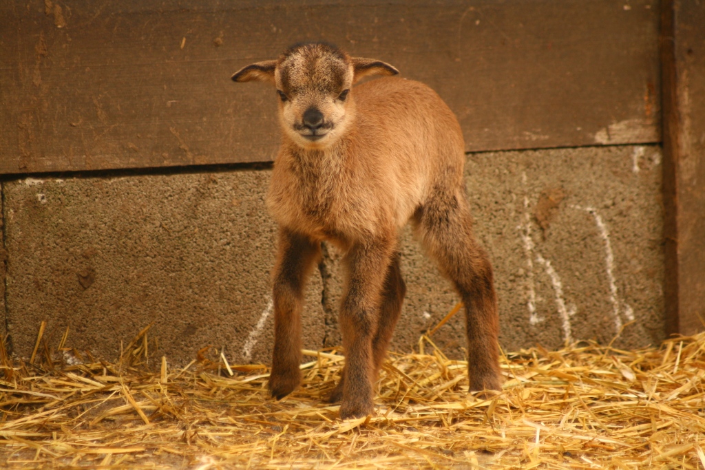 Tierpark Haag