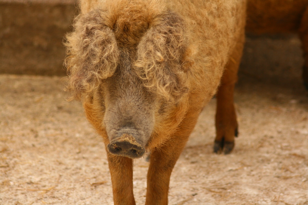 Tierpark Haag