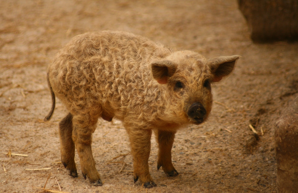 Tierpark Haag