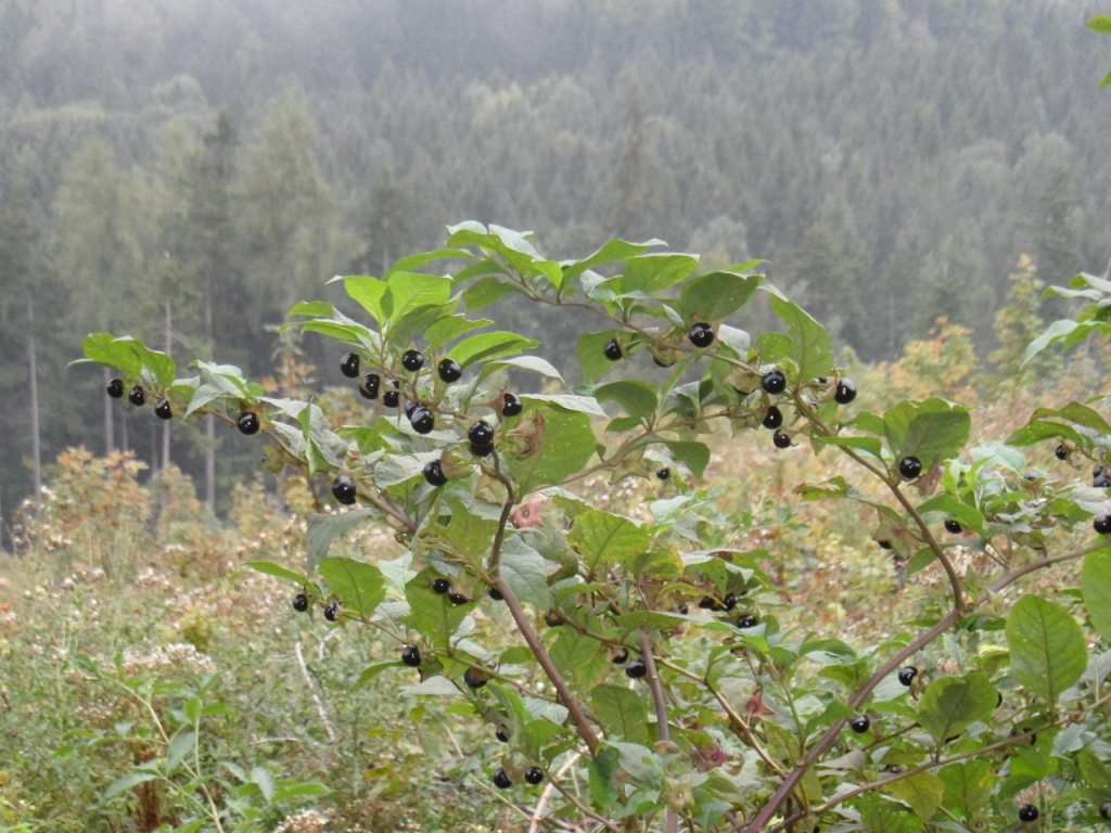 Tollkirschenwanderung