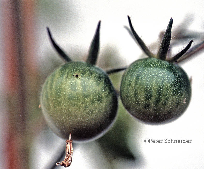 Tomaten