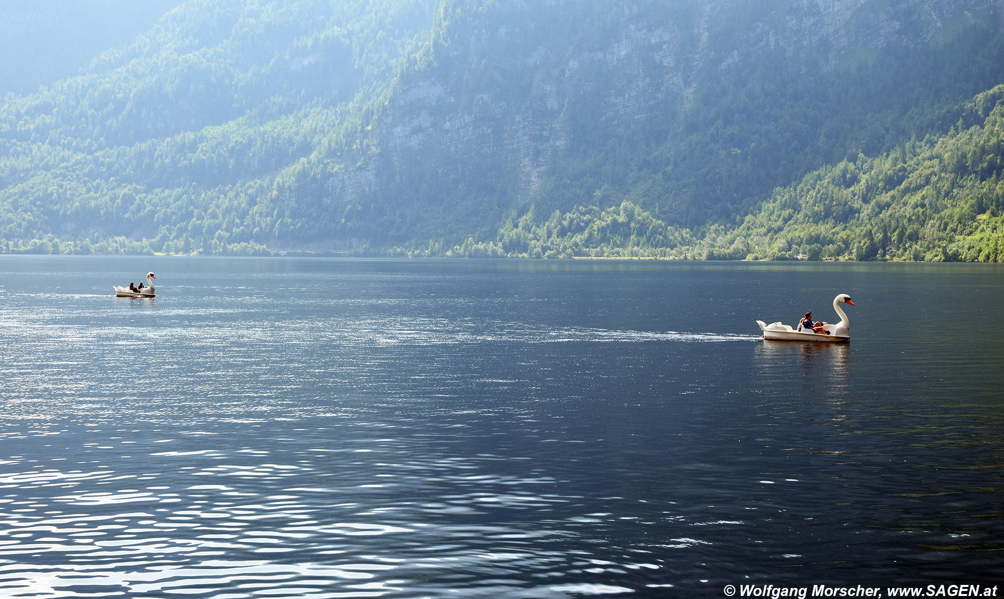 touristische Schwäne am Hallstätter See