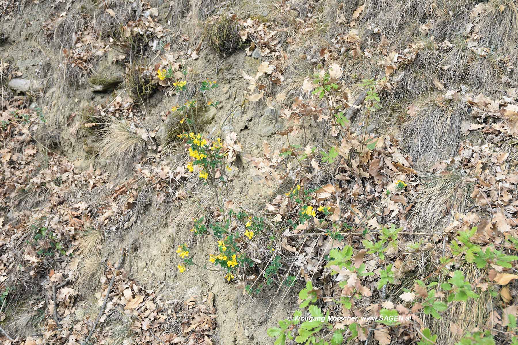 Trockenheit Südtirol Frühling 2017