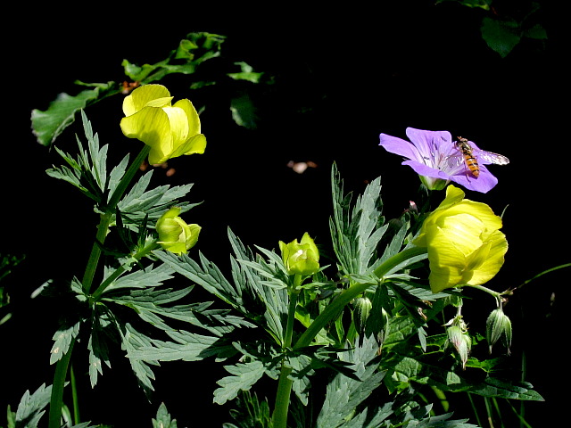 Trollblume (Trollus europaeus) und Wald-Storchschnabel (Geranium sylvaticum