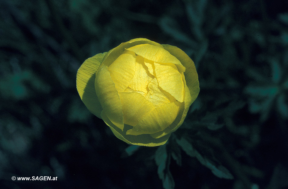 Trollblume (Trollus europaeus)