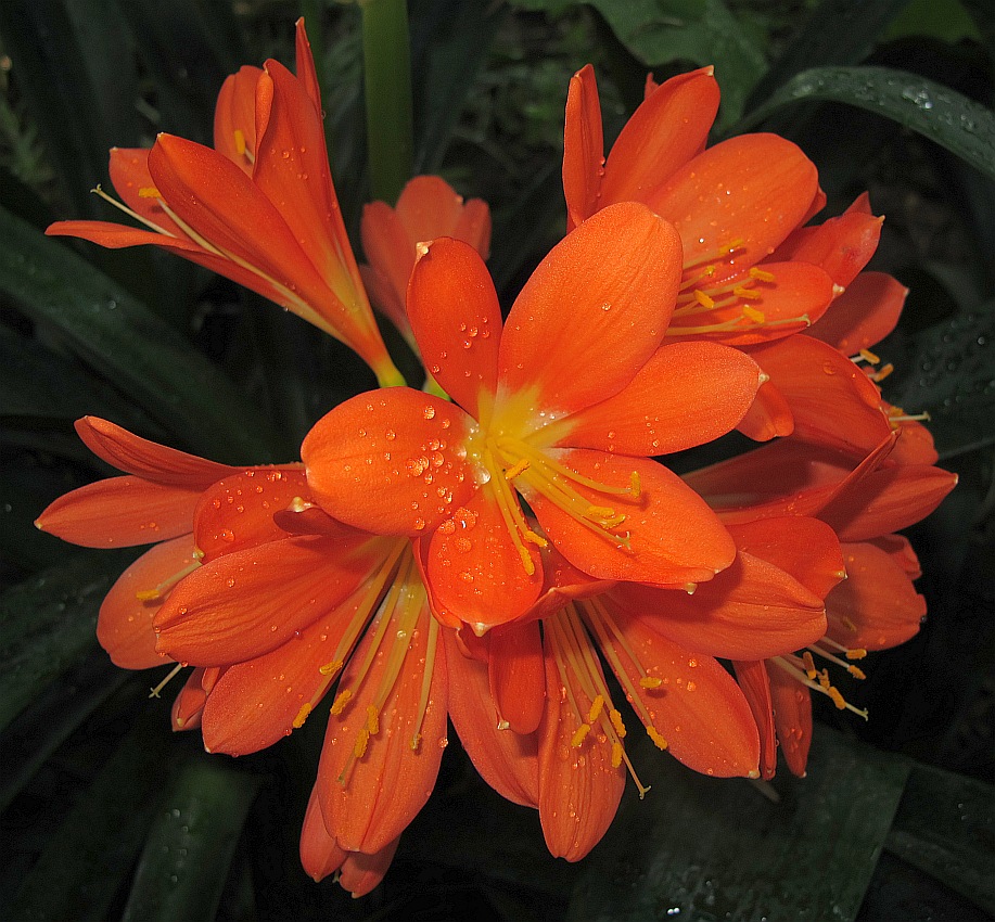 Tropische Flora im Palmenhaus