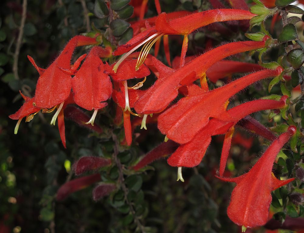 Tropische Flora im Palmenhaus