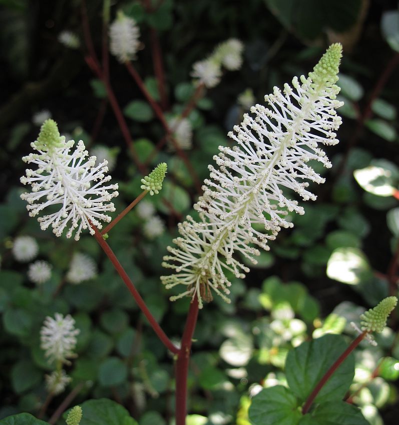 Tropische Flora im Palmenhaus