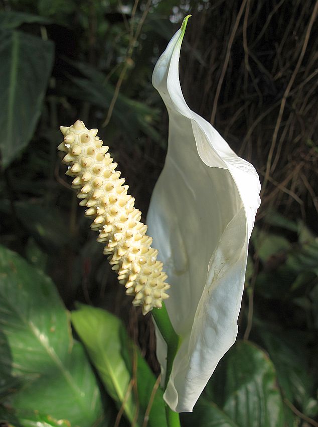 Tropische Flora im Palmenhaus