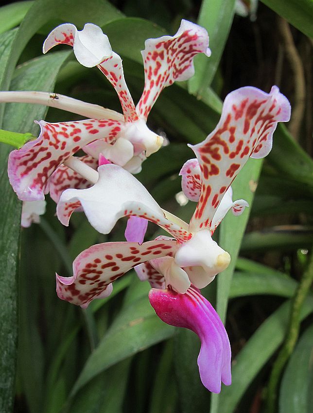 Tropische Flora im Palmenhaus