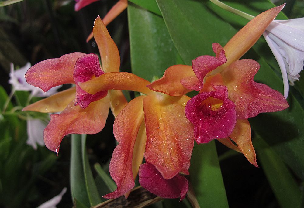 Tropische Flora im Palmenhaus