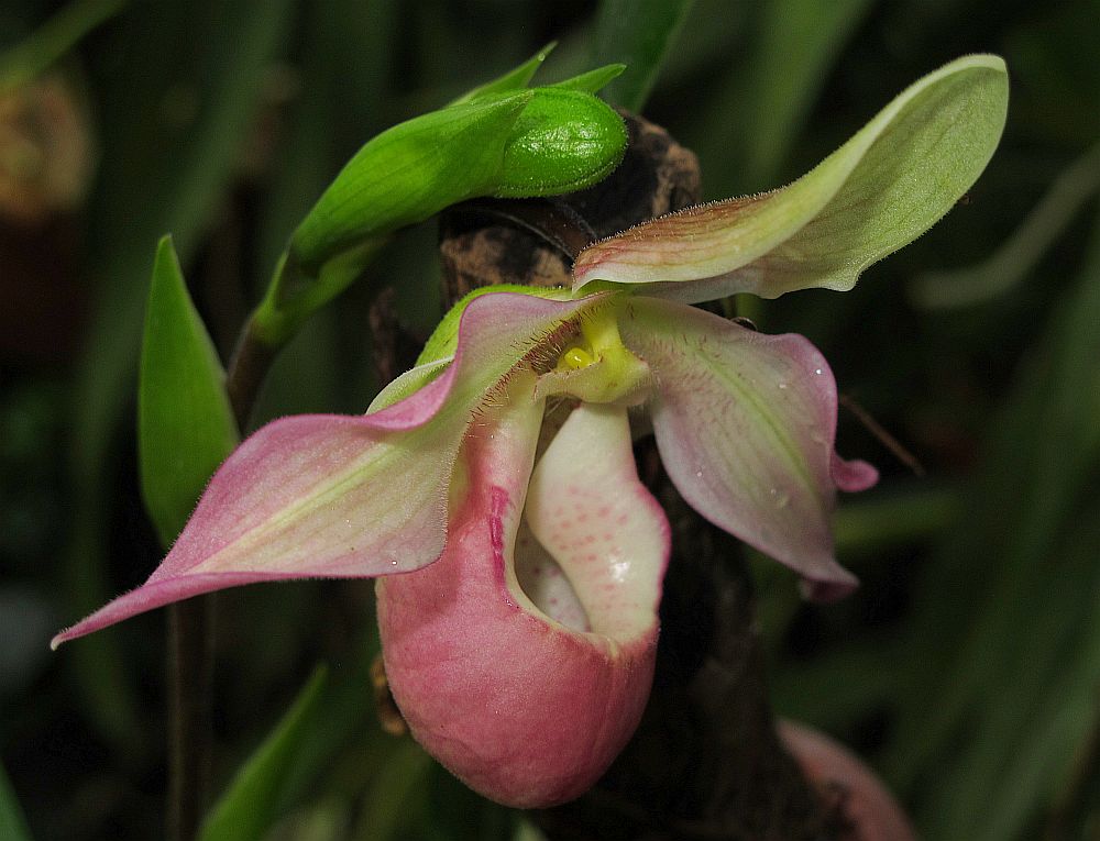 Tropische Flora im Palmenhaus